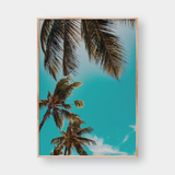  COCONUT TREES 