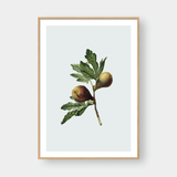  THE FIG 