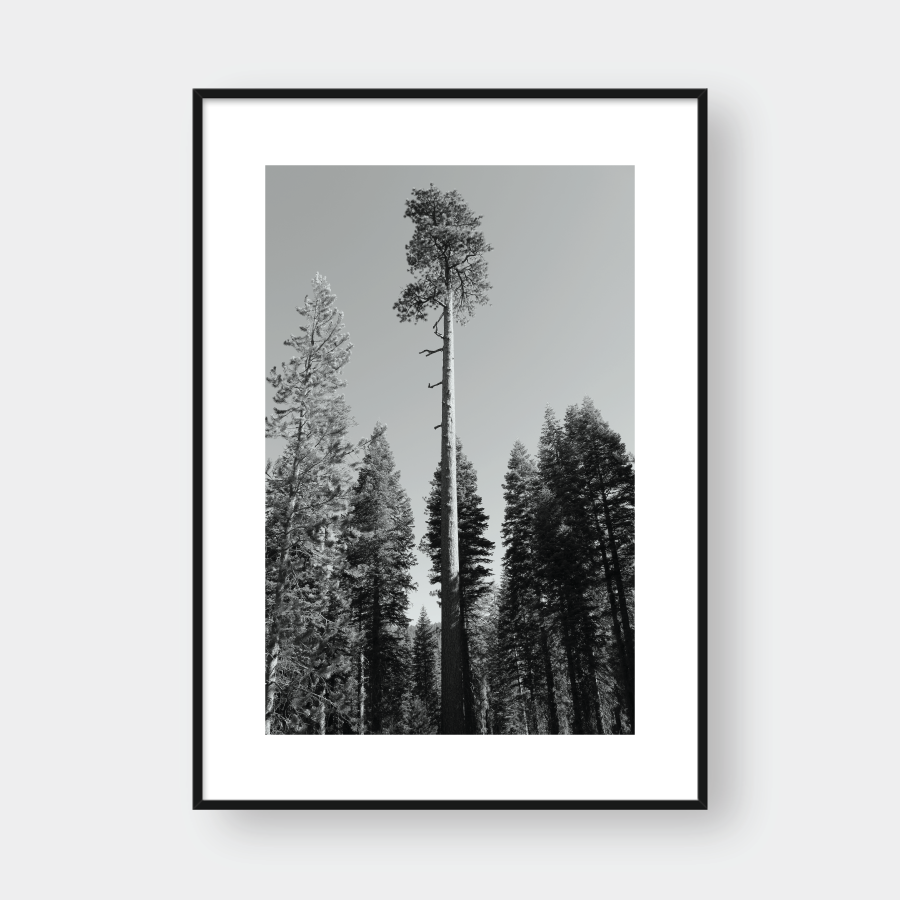  THE FOREST 