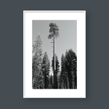  THE FOREST 