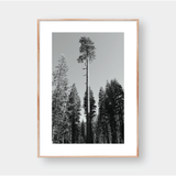  THE FOREST 