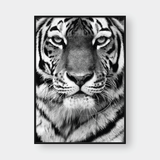  TIGER BLACK & WHITE 