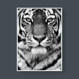  TIGER BLACK & WHITE 