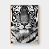  TIGER BLACK & WHITE 