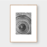  TREE RINGS 01 