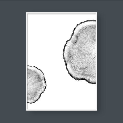  TREE RINGS 04 