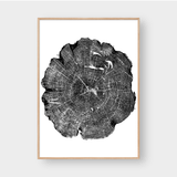  TREE RINGS 07 