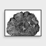  TREE RINGS 08 