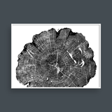  TREE RINGS 08 