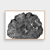  TREE RINGS 08 