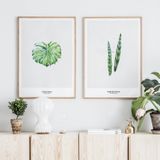  TROPICAL SET 02 