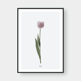  PINK TULIP FLOWER 