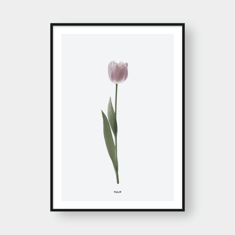  PINK TULIP FLOWER 
