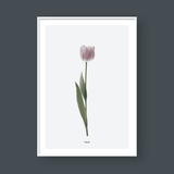  PINK TULIP FLOWER 