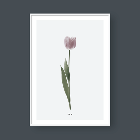  PINK TULIP FLOWER 