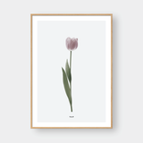  PINK TULIP FLOWER 