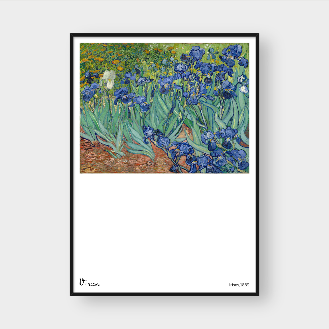  VINCENT IRISES 
