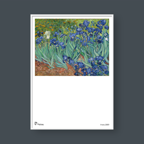  VINCENT IRISES 