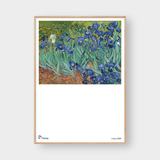  VINCENT IRISES 