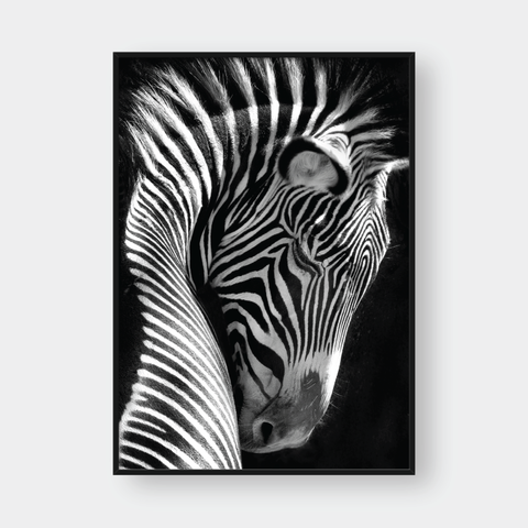  ZEBRA BLACK & WHITE 