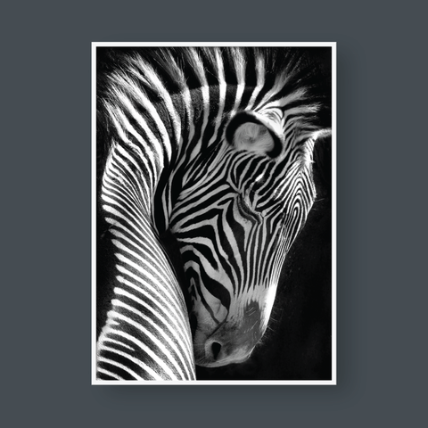 ZEBRA BLACK & WHITE 