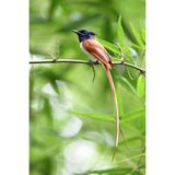  Ống kính Nikon Z 600mm F6.3 VR S 