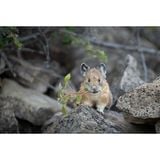  Ống kính Nikon Z 600mm F6.3 VR S 