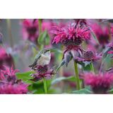  Ống kính Nikon Z 600mm F6.3 VR S 