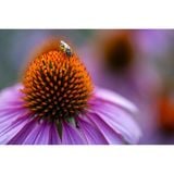  Tamron 90mm F2.8 Di III VXD Macro 