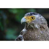  Canon RF-S 55-210mm F5-7.1 IS STM 