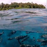  Polarpro Hero 9/10/11 FTY-FTY Dome 