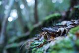  Voigtlander Nokton D23mm F1.2 Nikon Z 