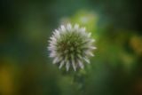 Voigtlander MACRO APO-LANTHAR 65mm F2.0 Nikon Z 