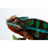  Đèn Flash Canon Speedlite EL-5 ( Flash Canon EL5 ) 