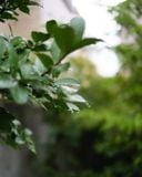  Voigtlander Nokton D23mm F1.2 Nikon Z 