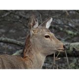  Máy ảnh kỹ thuật số Nikon COOLPIX P1100 