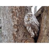  Máy ảnh kỹ thuật số Nikon COOLPIX P1100 