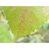  Máy ảnh kỹ thuật số Nikon COOLPIX P1100 