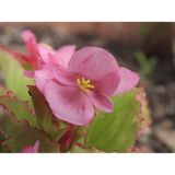  Máy ảnh kỹ thuật số Nikon COOLPIX P1100 