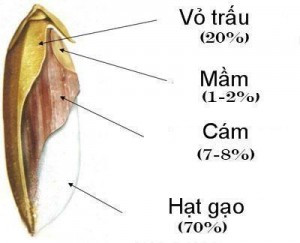 Cám gạo là gì