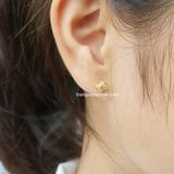  Hoa tai titan bi nhụy hoa 