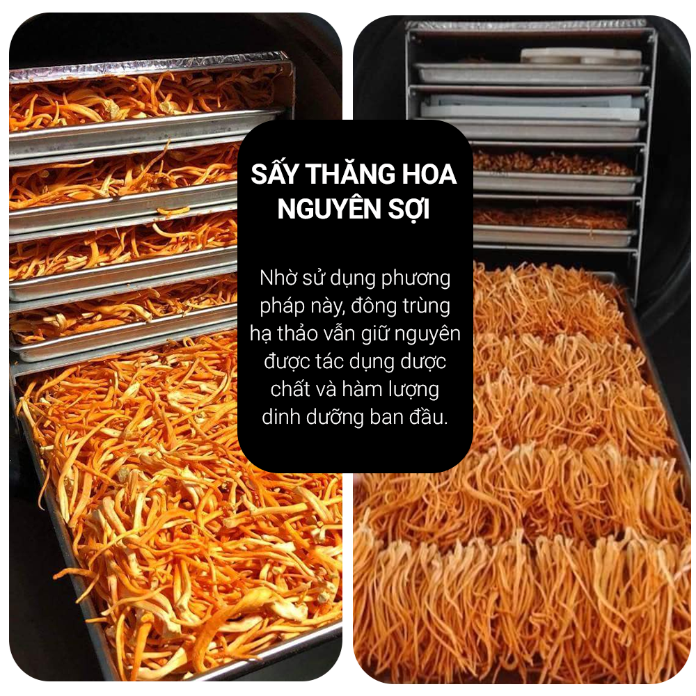 Đông trùng hạ thảo Toro - Sấy thăng hoa nguyên sợi - Hũ 10g