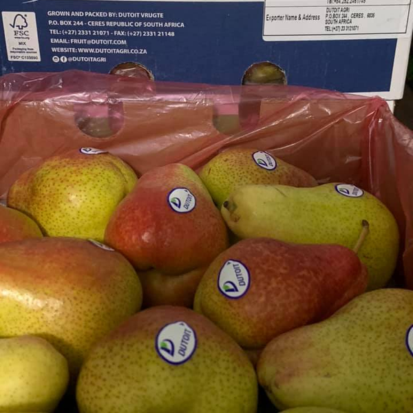 SA Dutoit pear