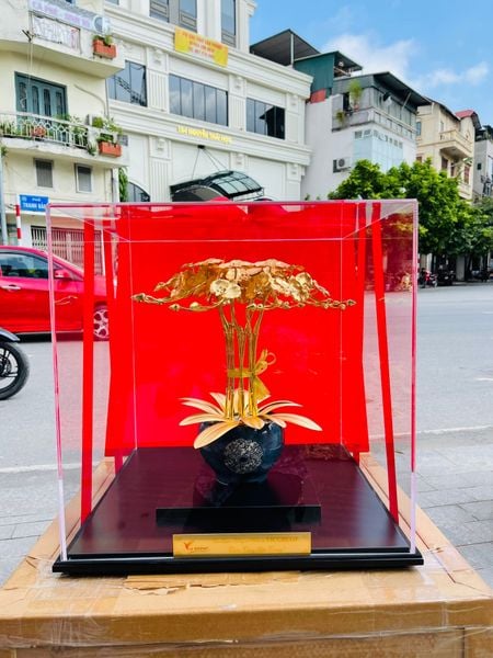  Chậu Lan Hồ Điệp Trường Cửu Mạ Vàng 