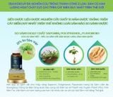 POWERSAM – Sâm sinh lực Men