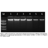 SPINEASY® DNA KIT FOR BLOOD