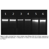 SPINEASY® DNA KIT FOR BLOOD