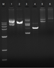 SPINEASY® PLASMID MINIPREP KIT