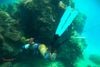 Đồ Lặn Giữ Nhiệt Bắn Cá Spearfishing Wetsuit 3 mm Nam Nữ - AL129250V