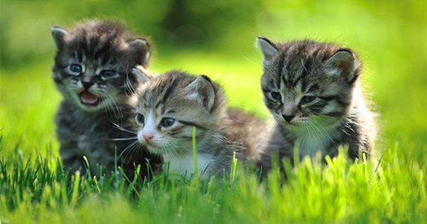 Baby Animals Bộ sưu tập hình nền động vật dễ thương – mobifirst Baby Animals Bộ sưu tập hình nền động vật dễ thương – mobifirst